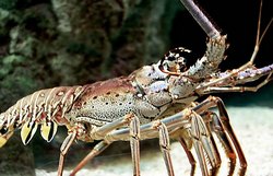 Lobster fishing season starts in Cuba  	 